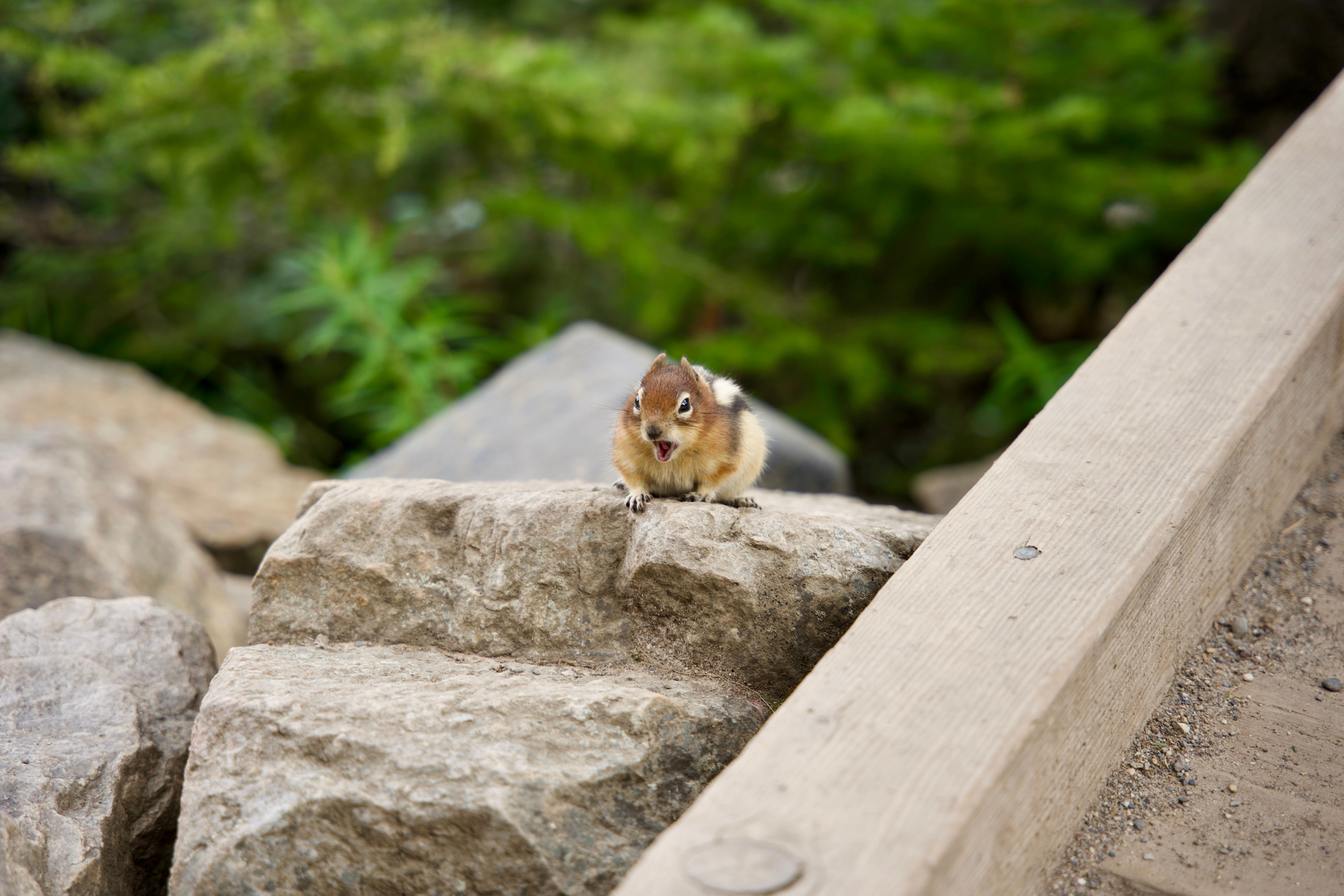 A small chipmunk sitting on a rock next to a railing · Free Stock Photo
