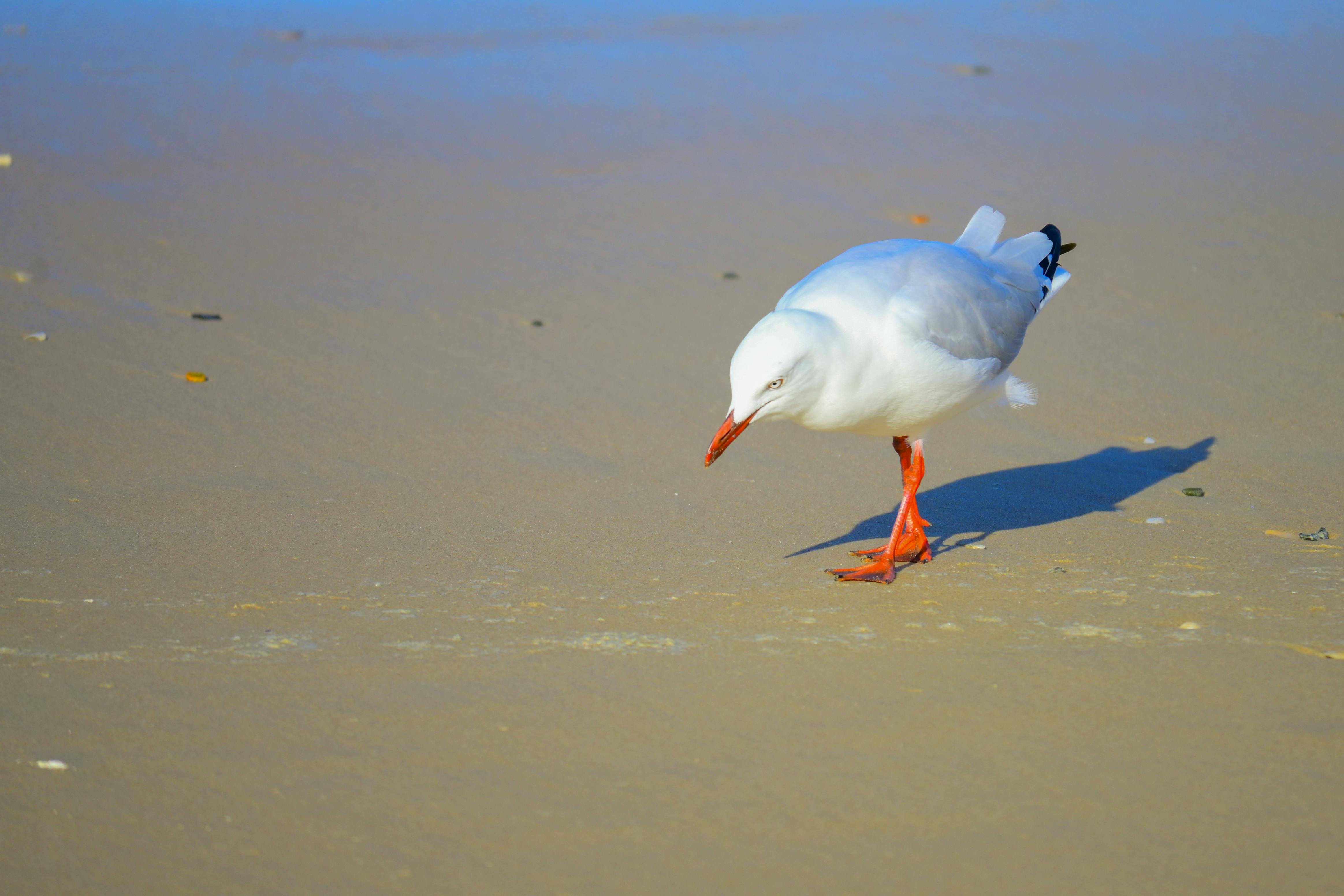 silver gull bird seabird image free for use