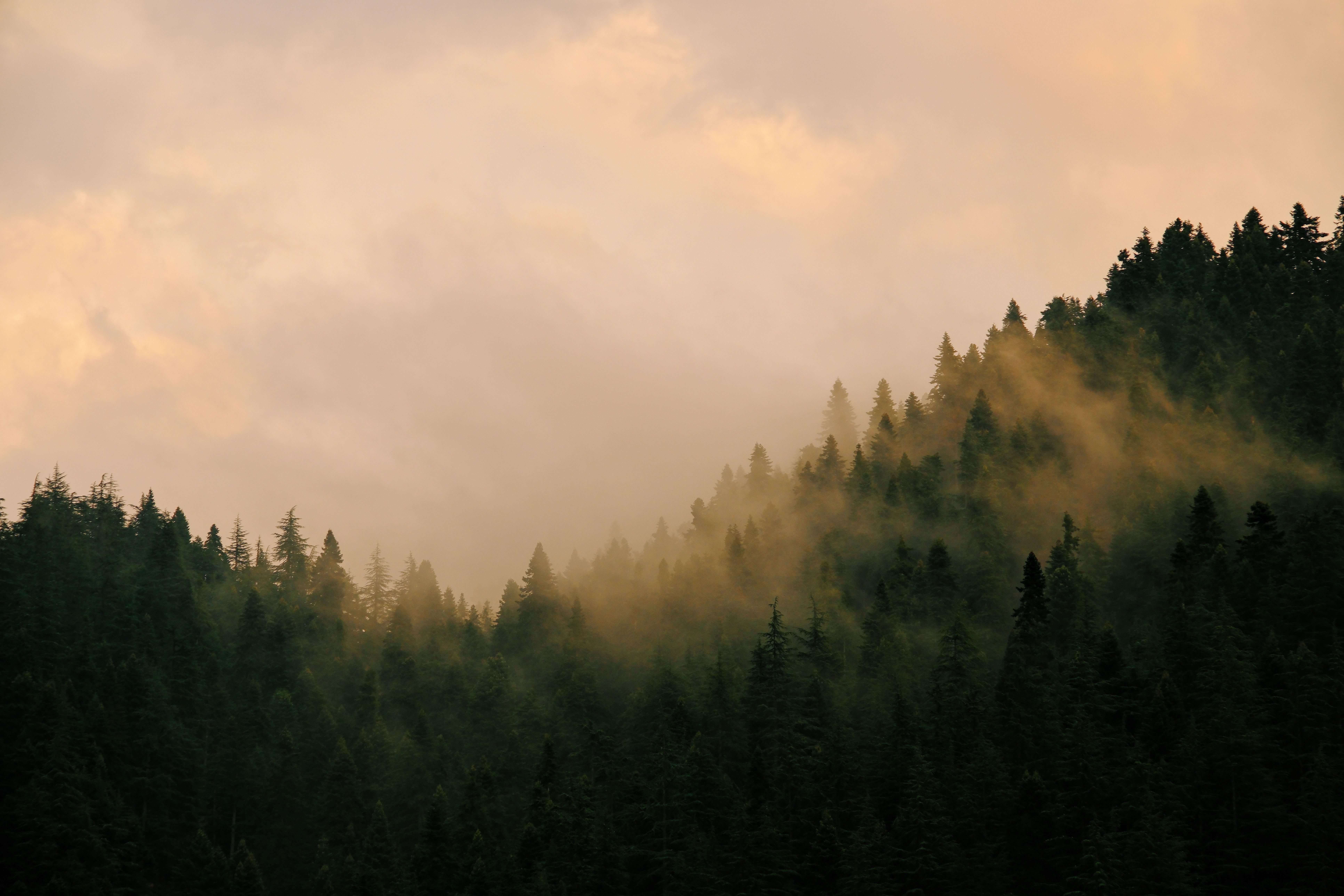 A foggy forest with trees and fog · Free Stock Photo
