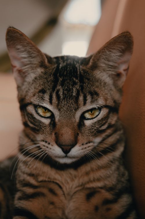 Free A detailed close-up of a tabby cat with striking yellow eyes, showcasing its distinctive features. Stock Photo