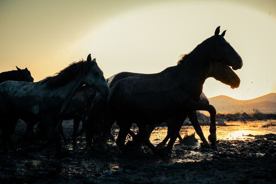 <b>Final Thoughts: Chasing Kiwiana Golden Hours</b> <b>Final Thoughts: Chasing Kiwiana Golden Hours</b>