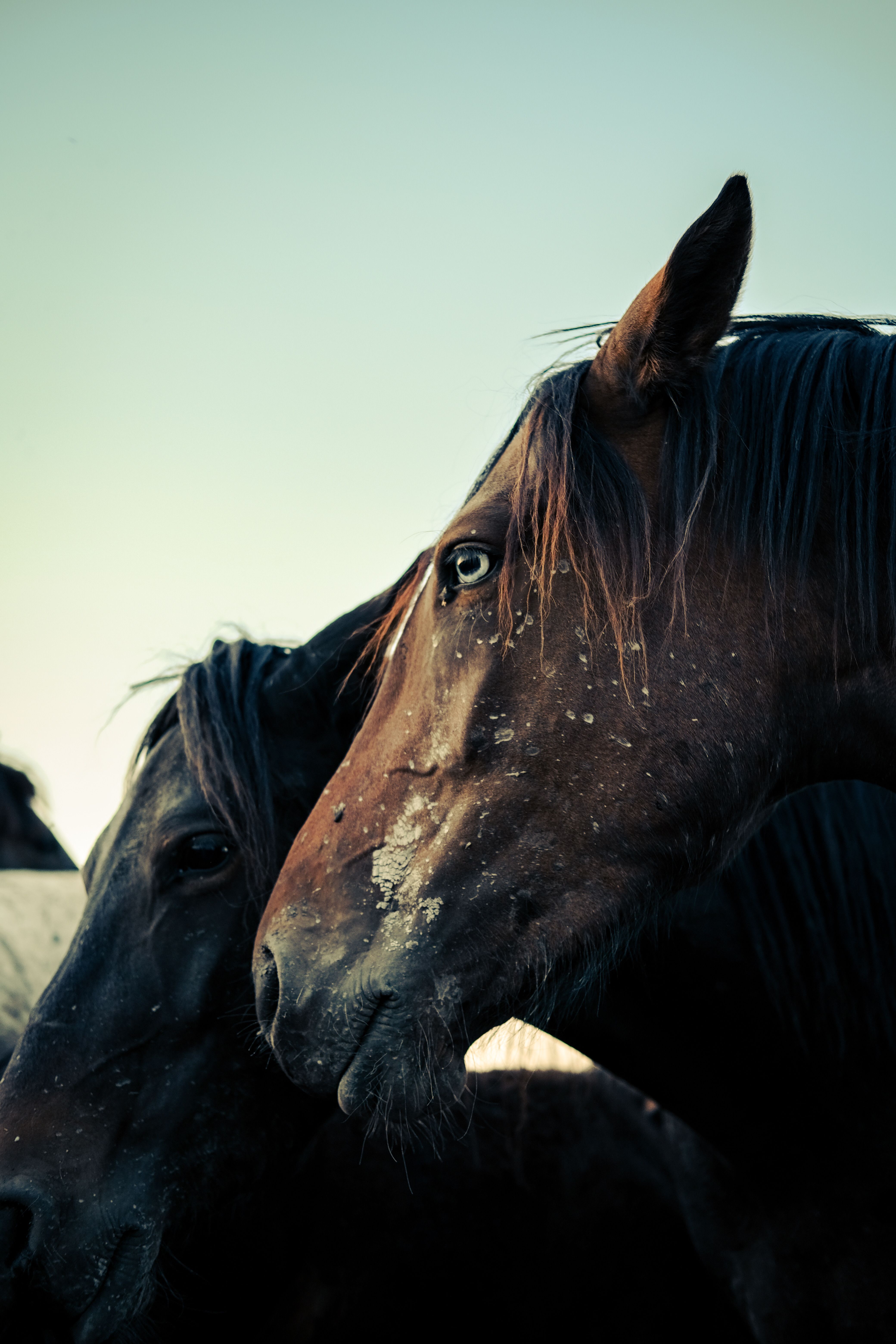 Two horses are looking at the camera · Free Stock Photo
