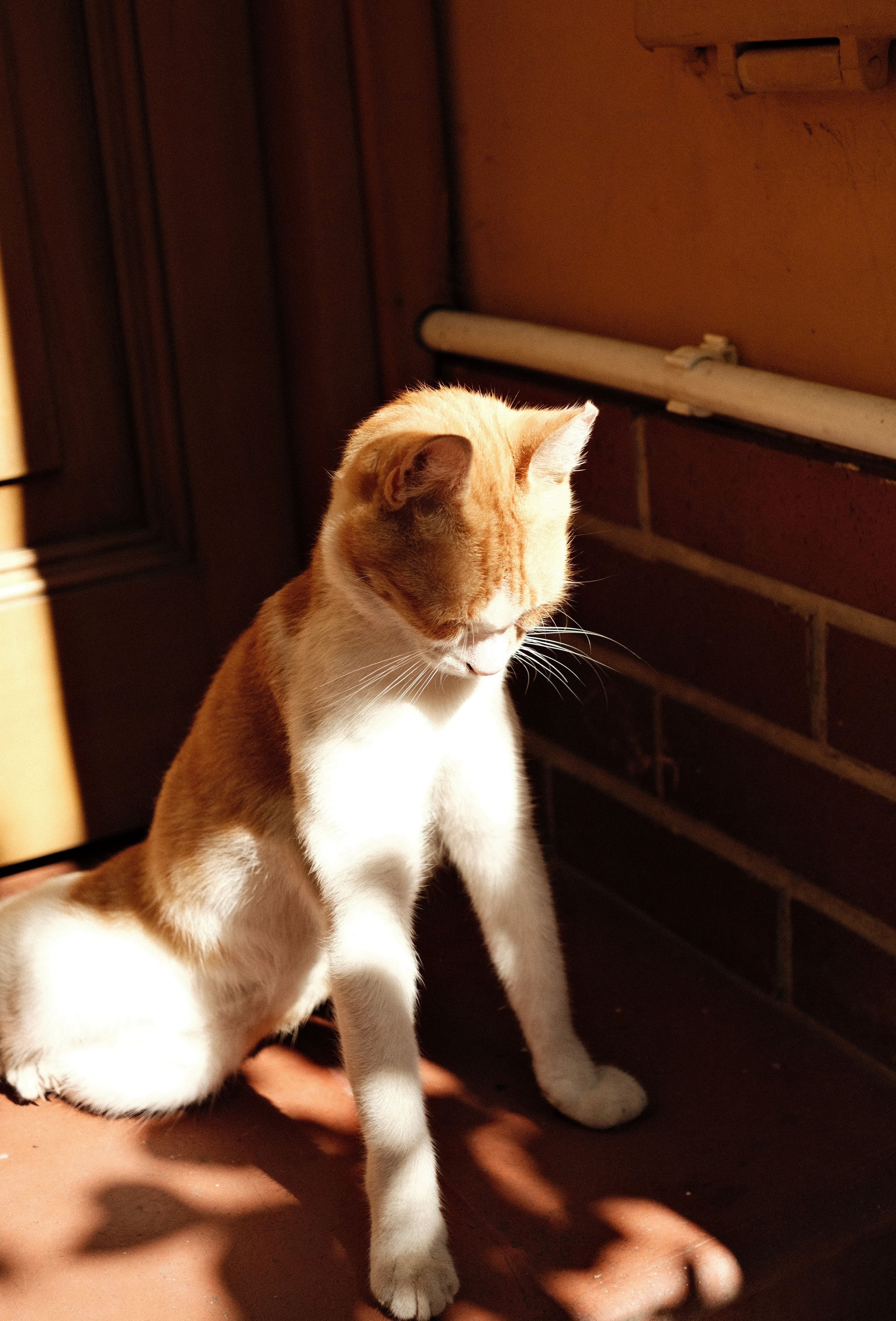 A cat sitting on the ground · Free Stock Photo