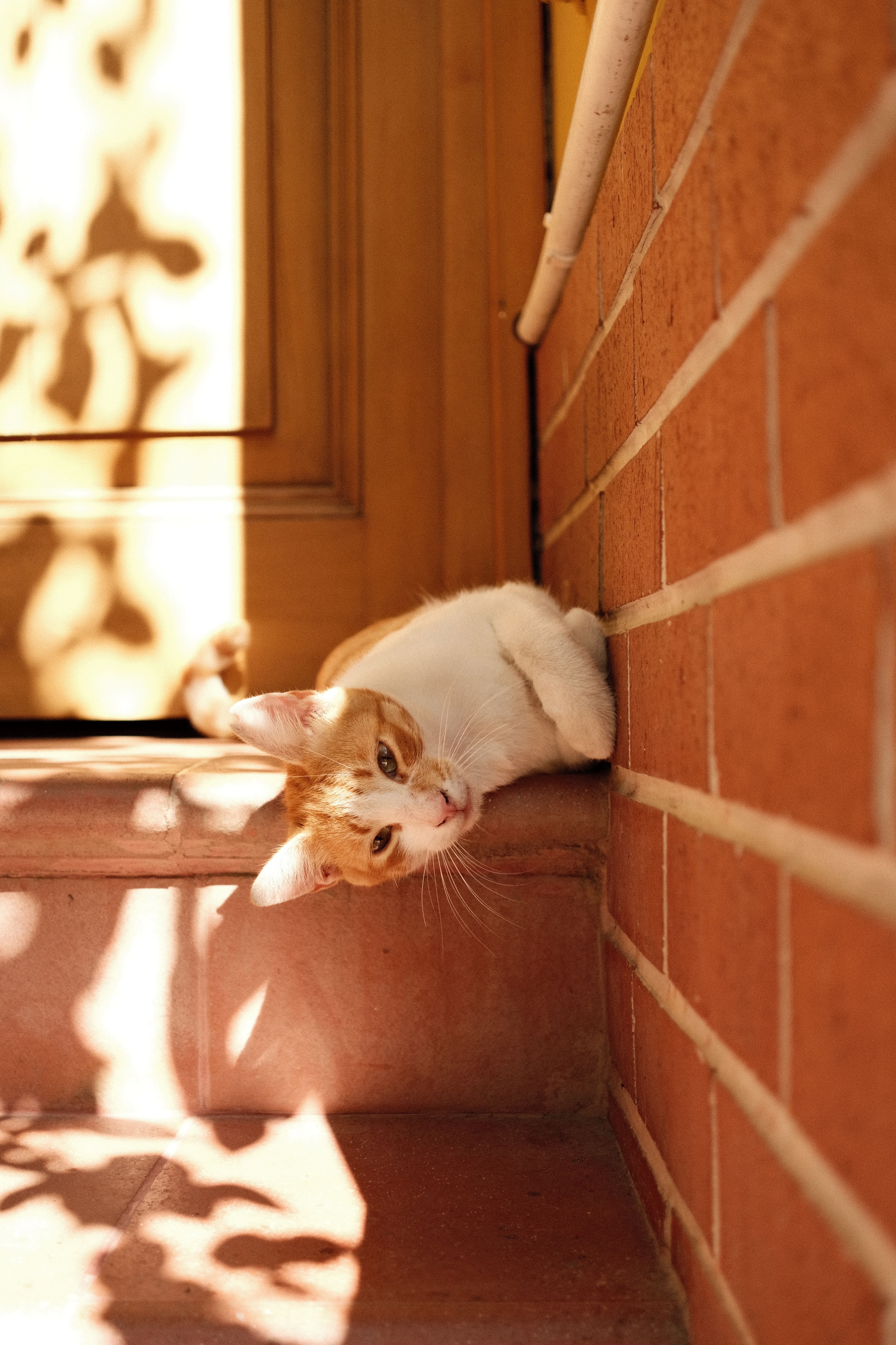 A cat is laying on the steps of a house · Free Stock Photo