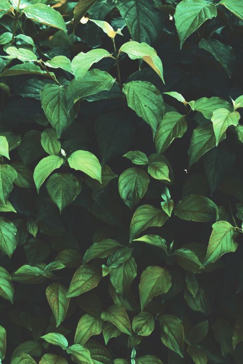 Free Detailed view of lush green foliage captured in natural light outdoors, showcasing nature's vibrant colors. Stock Photo
