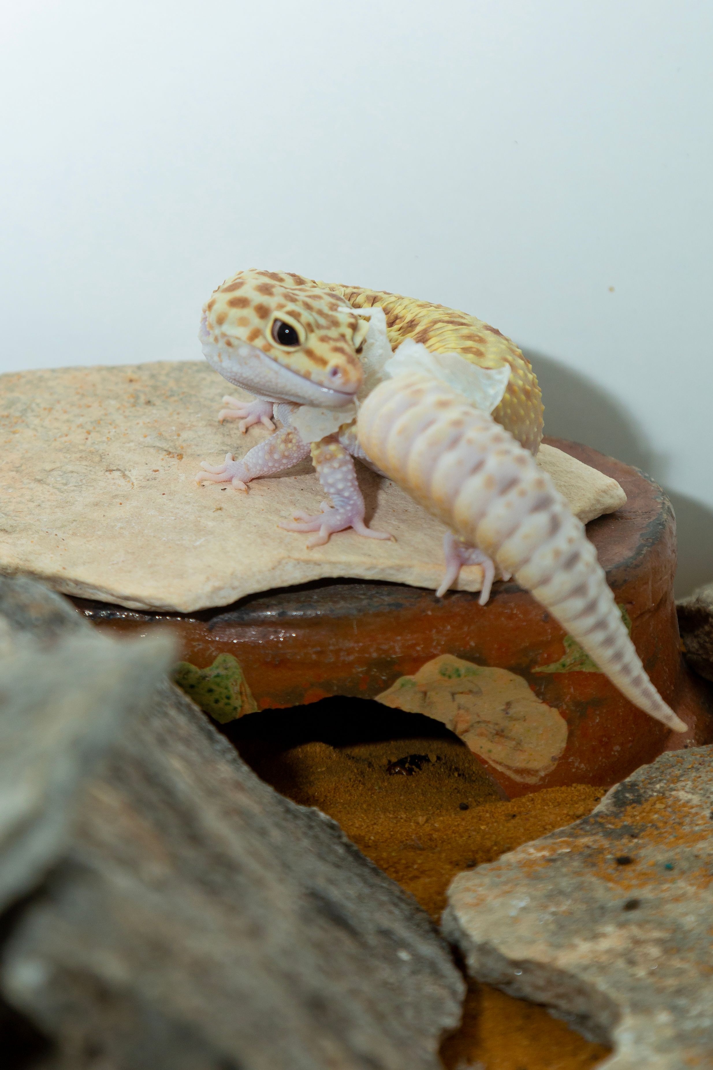 meilleur terrarium gecko léopard