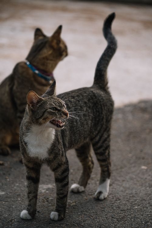 Free Two striped cats express curiosity and playfulness in a Herceg Novi street, Montenegro. Stock Photo