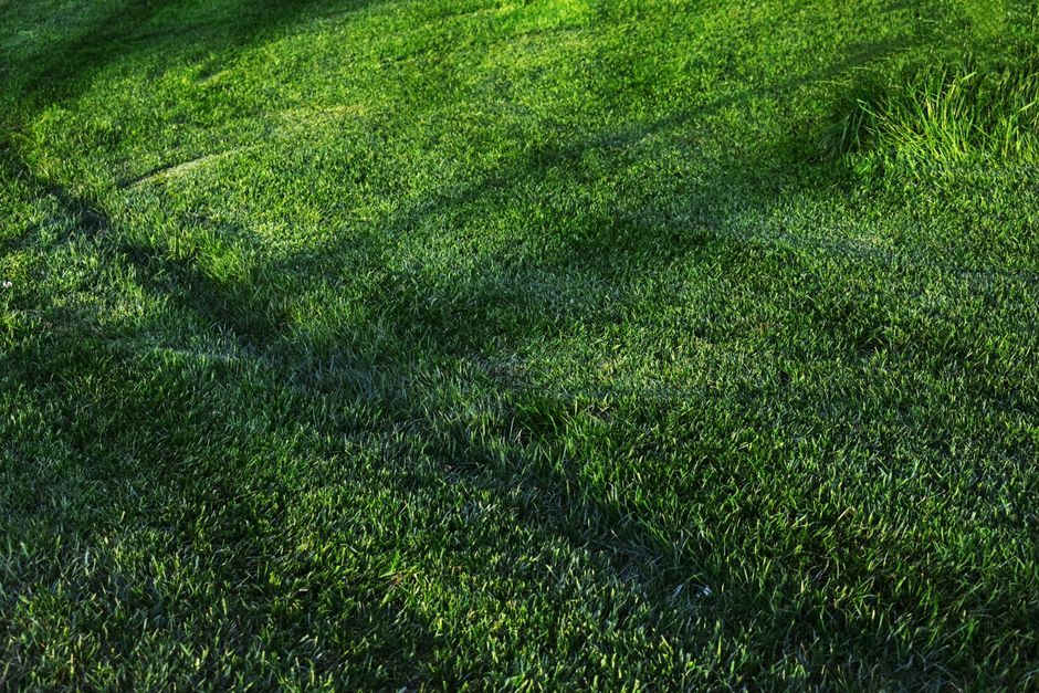 Repairing bare patches in a Melbourne lawn