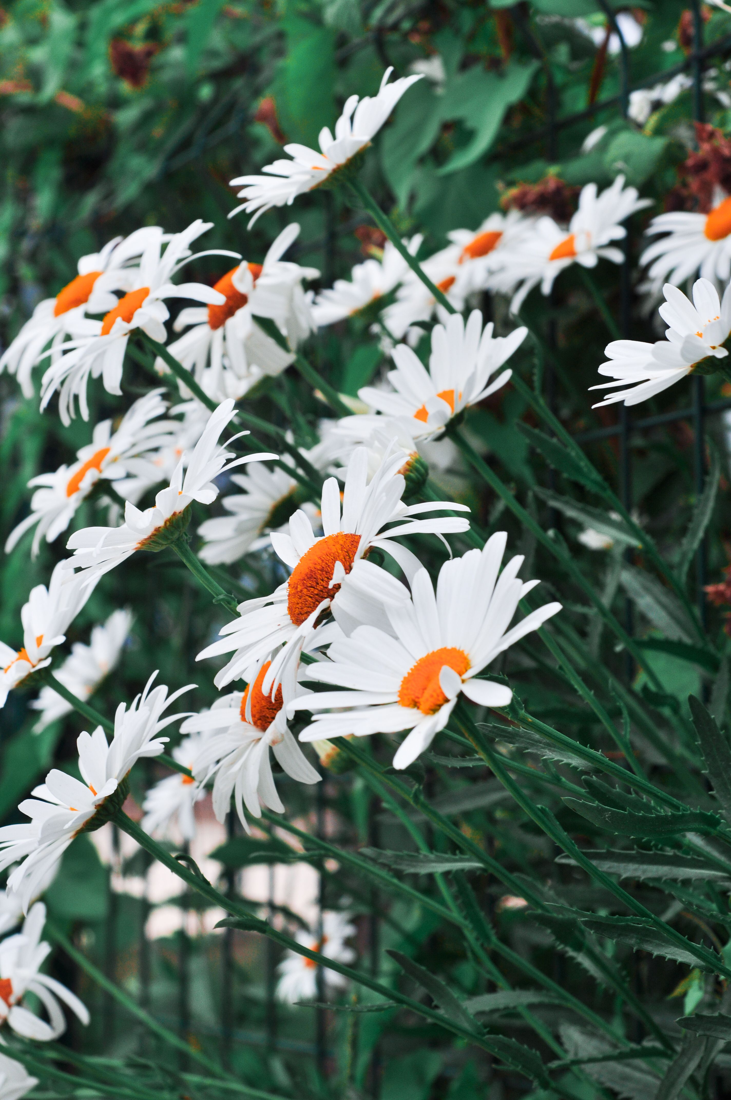 Daisy
