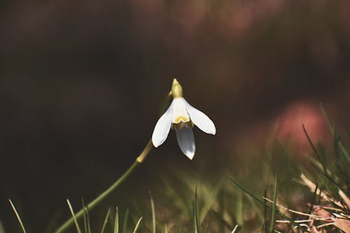 Selective Focus Close-up Photo of White-petaled Snowdrop Flower