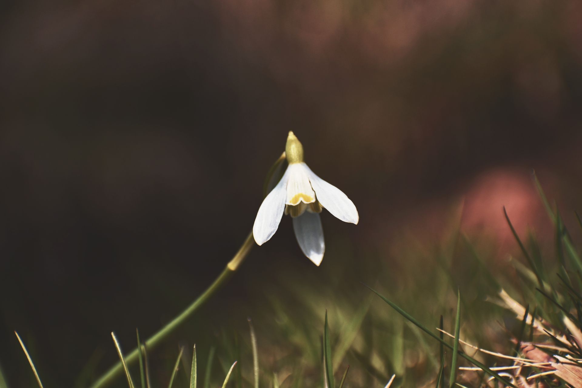 Delicate white snowdrop flower blooming among grass in early spring.