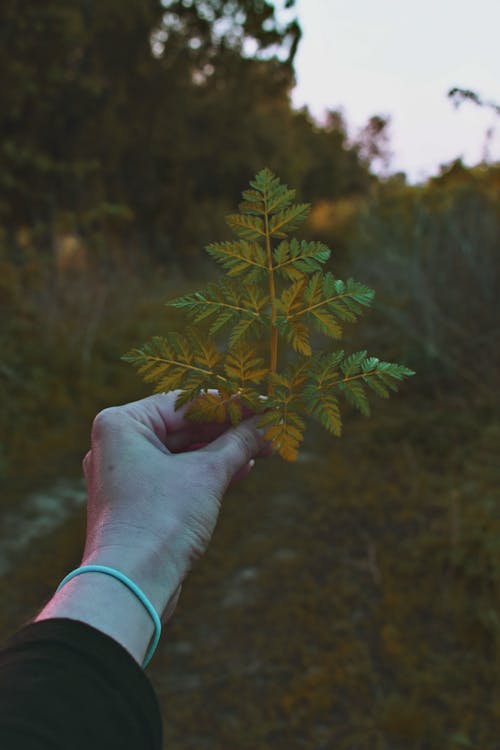 人控股植物的照片