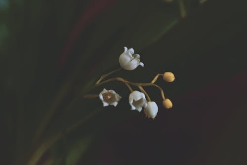 흰 꽃의 클로즈업 사진
