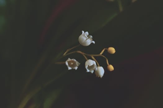 Detailed view of delicate white Lily of the Valley flowers against a dark background.