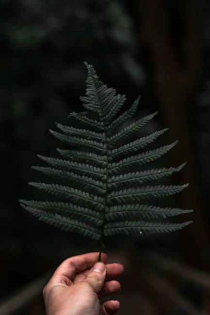 A detailed close-up of a hand holding a delicate green fern leaf against a dark natural background.