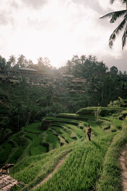 Terres Cultivées