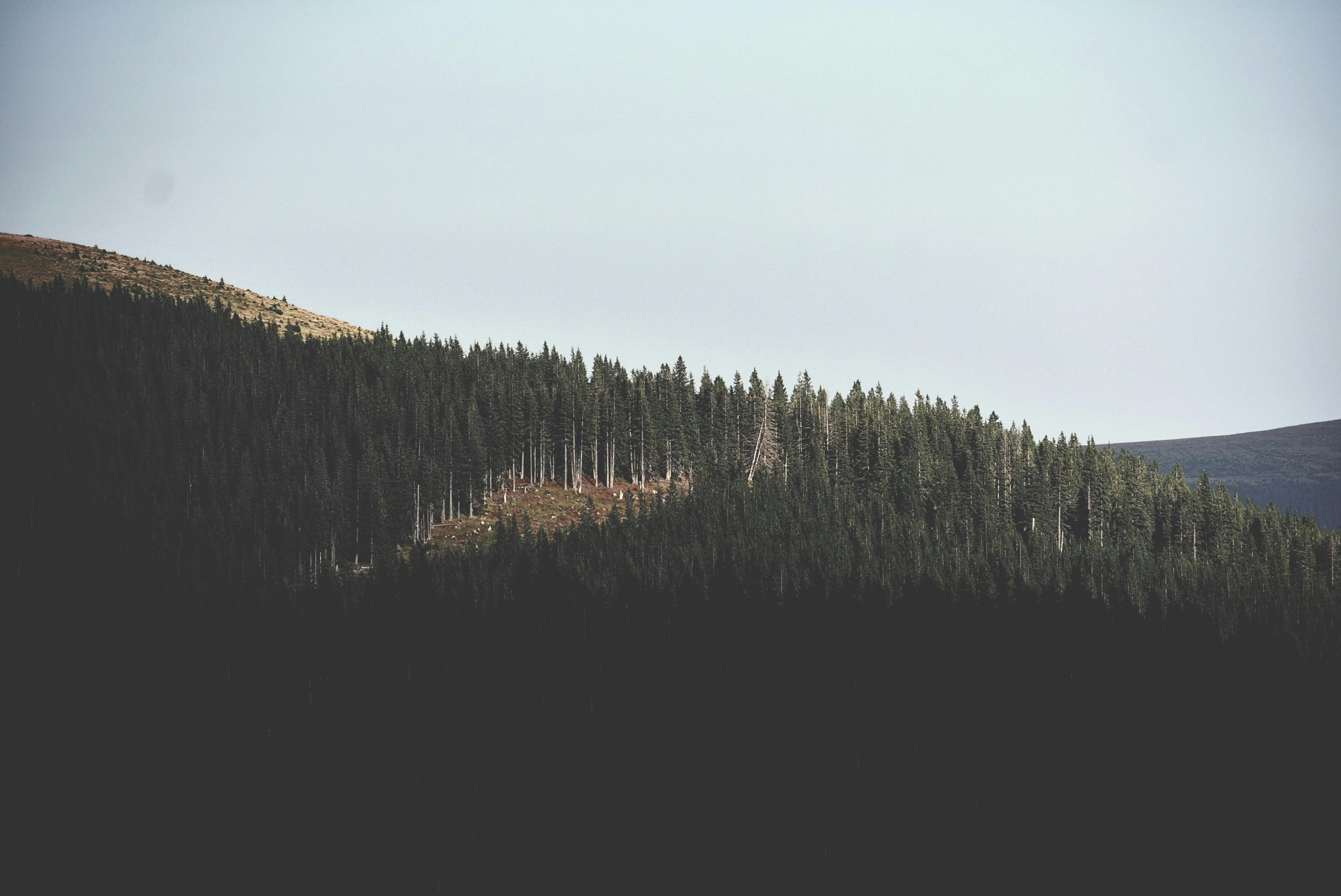 宁静的森林山景展现了大自然的宁静
