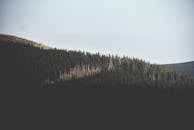 宁静的森林山景展现了大自然的宁静