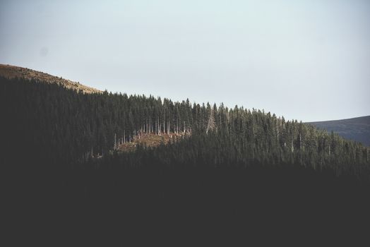 宁静的森林山景展现了大自然的宁静