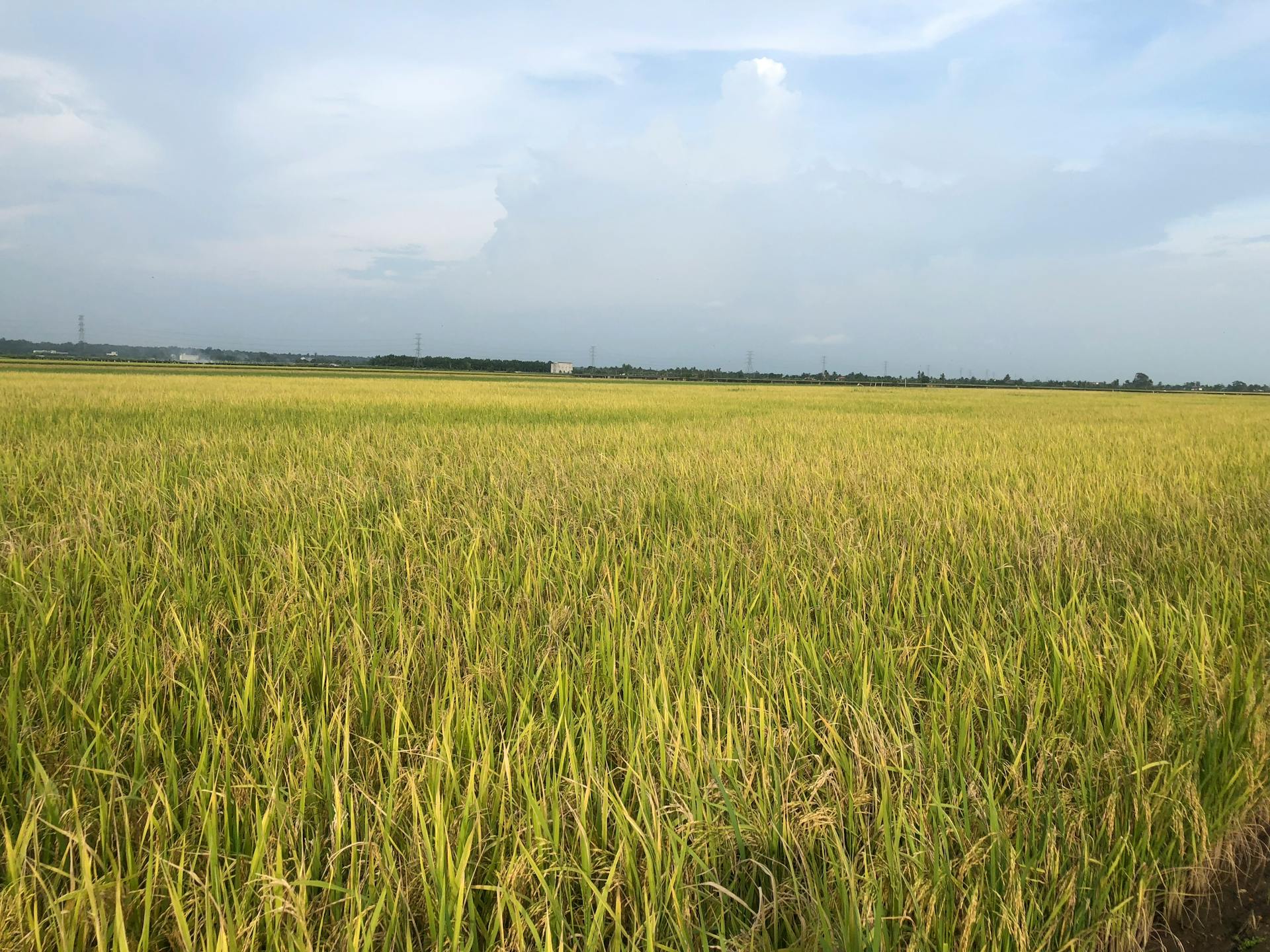 Groep hardlopers samen in bosrijke omgeving