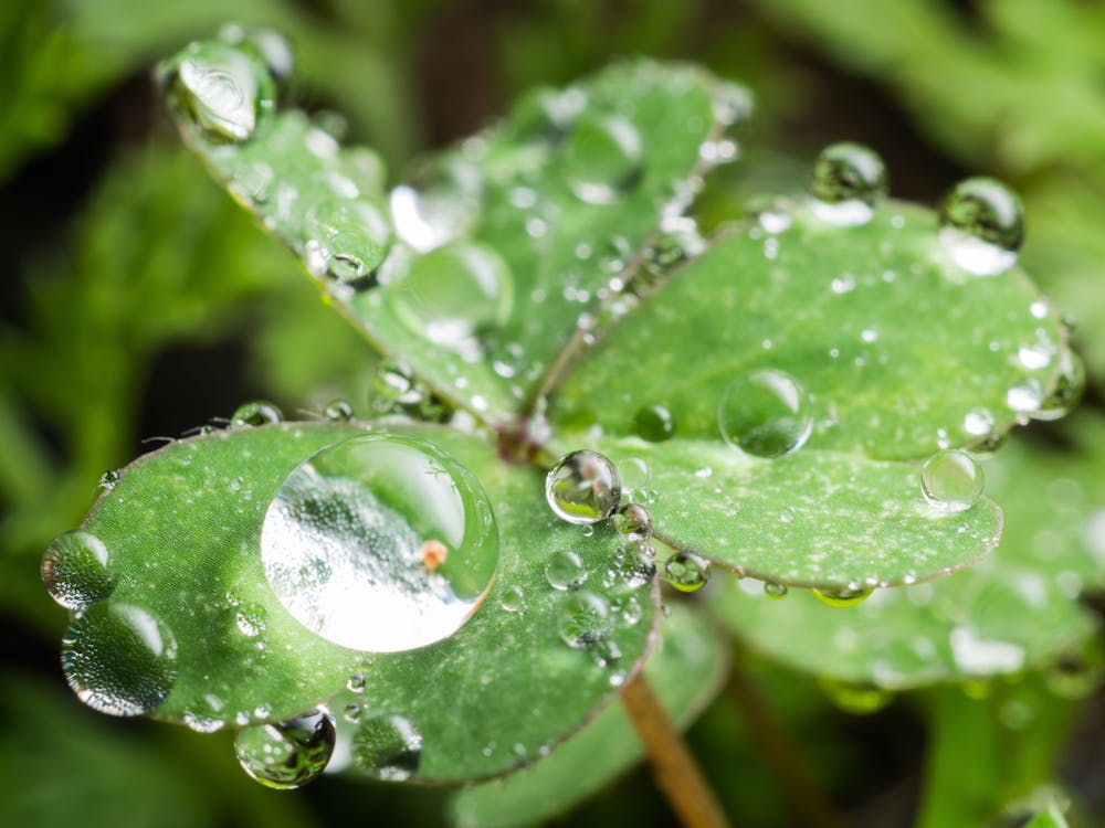 Foto profissional grátis de folha verde, gota d'água, gota de água