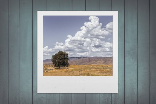 Foto Di Albero Su Greenfield Sul Muro Dipinto Di Grigio