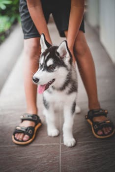 A cute Siberian Husky puppy standing with its owner outdoors, displaying playful energy.