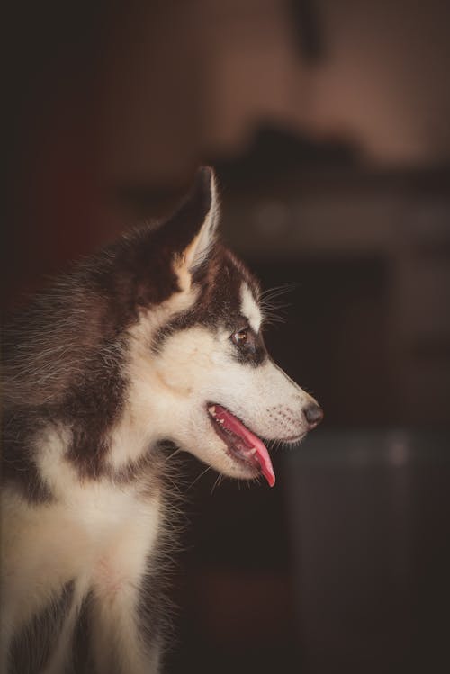 Side View Photo of Siberian Husky Puppy