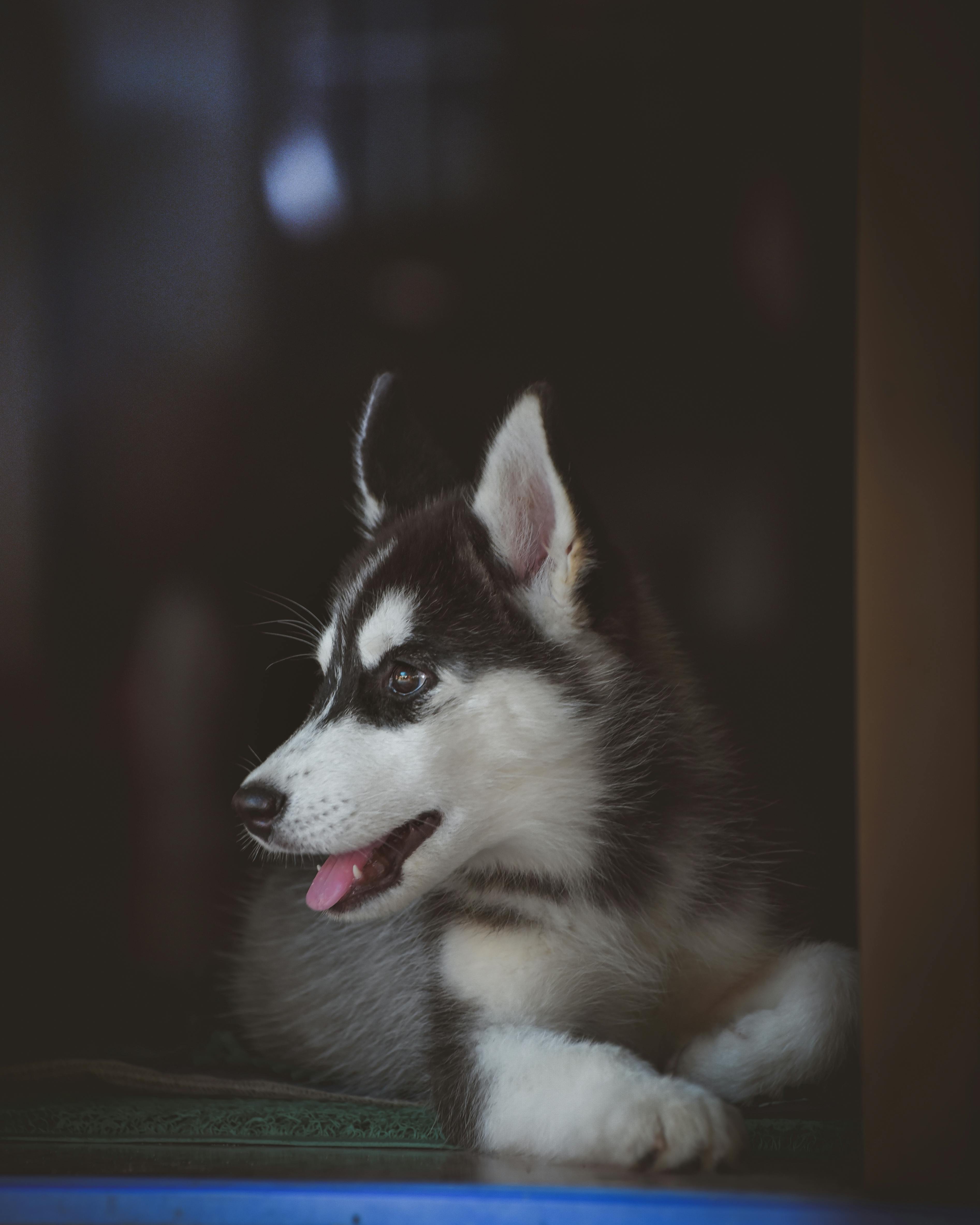 黒と白のシベリアンハスキーの子犬のクローズアップ写真 無料の写真素材