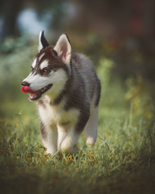 Selective Focus Photo of Siberian Husky Puppy Walking on Grass