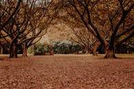 森林中，落叶与光秃秃的树木构成宁静的秋景，营造出一种静谧的氛围