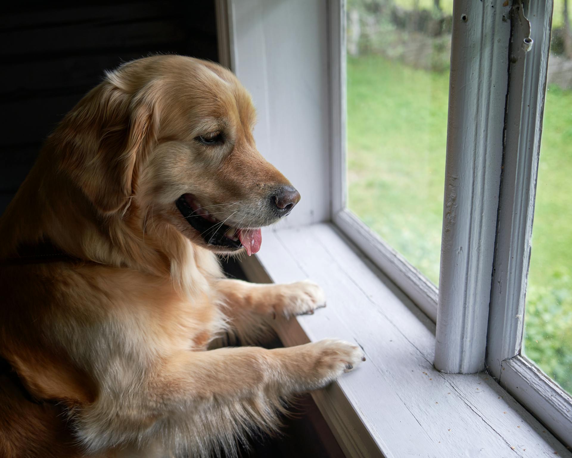 En ung golden retriever står på bakbenen och stirrar uppmärksamt genom ett gammalt fönster.