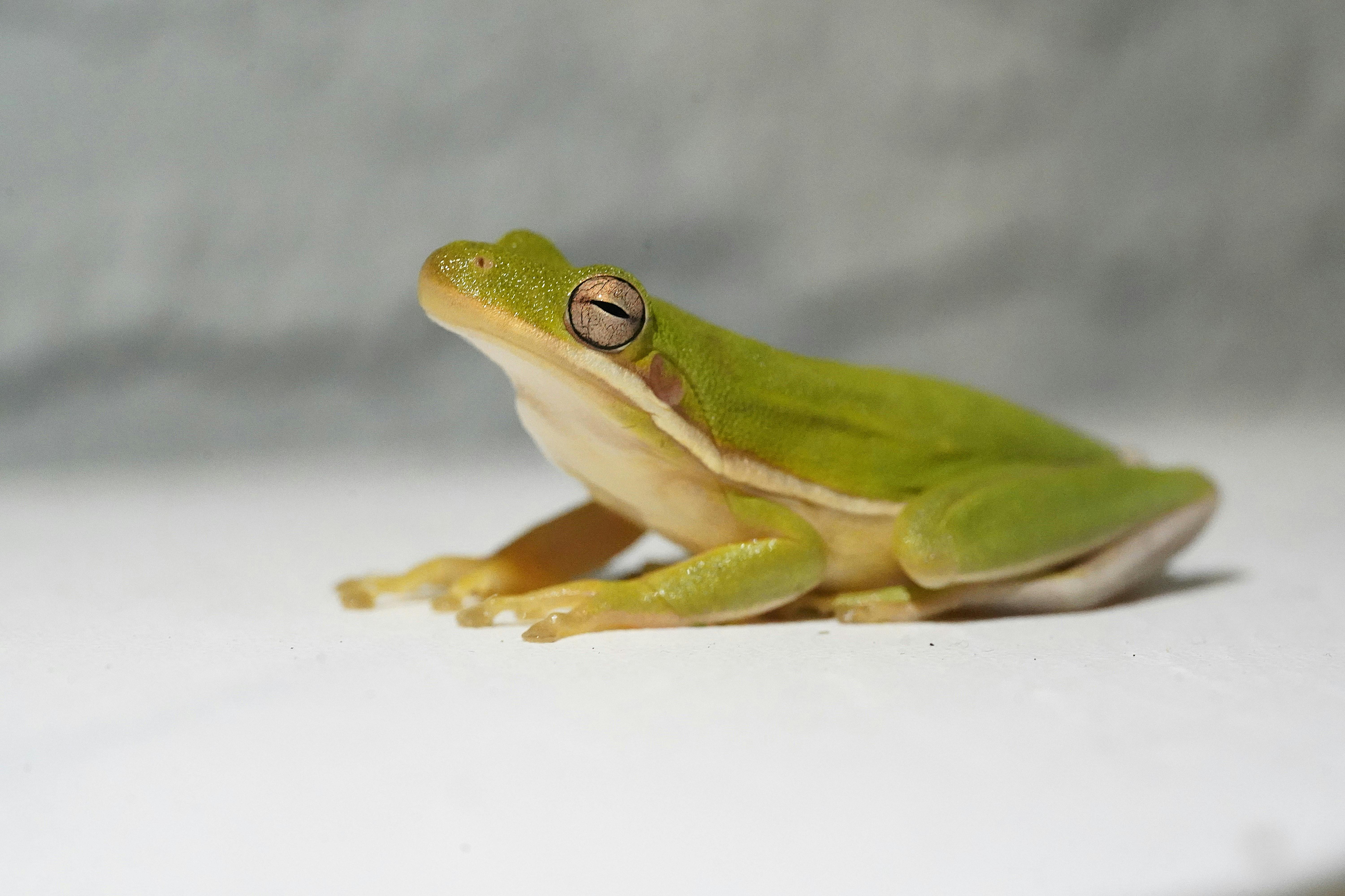 ฟรี คลังภาพถ่ายฟรี ของ @กลางแจ้ง, herpetofauna, hyla คลังภาพถ่าย