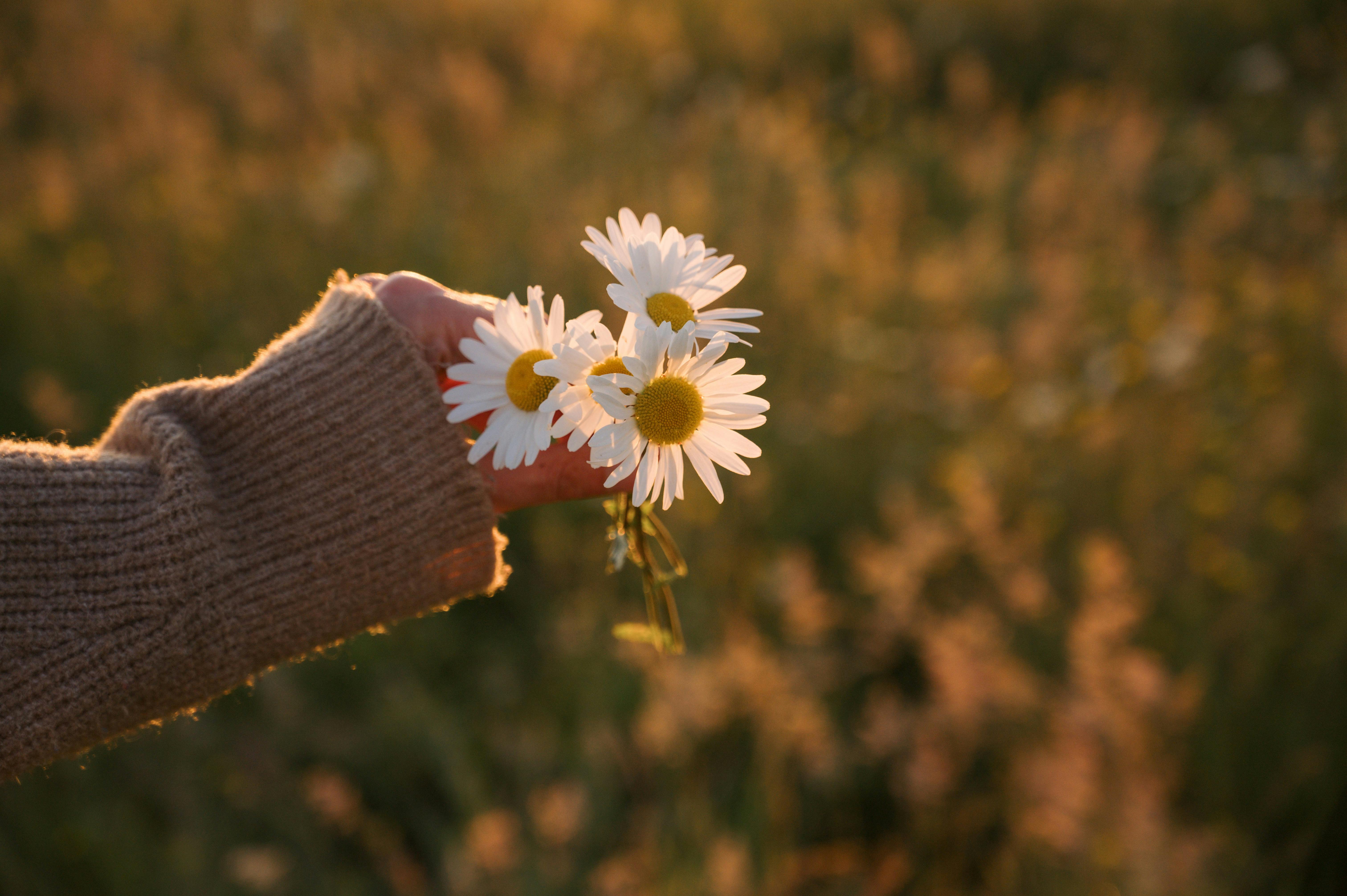 a person holding a daisy in their hand