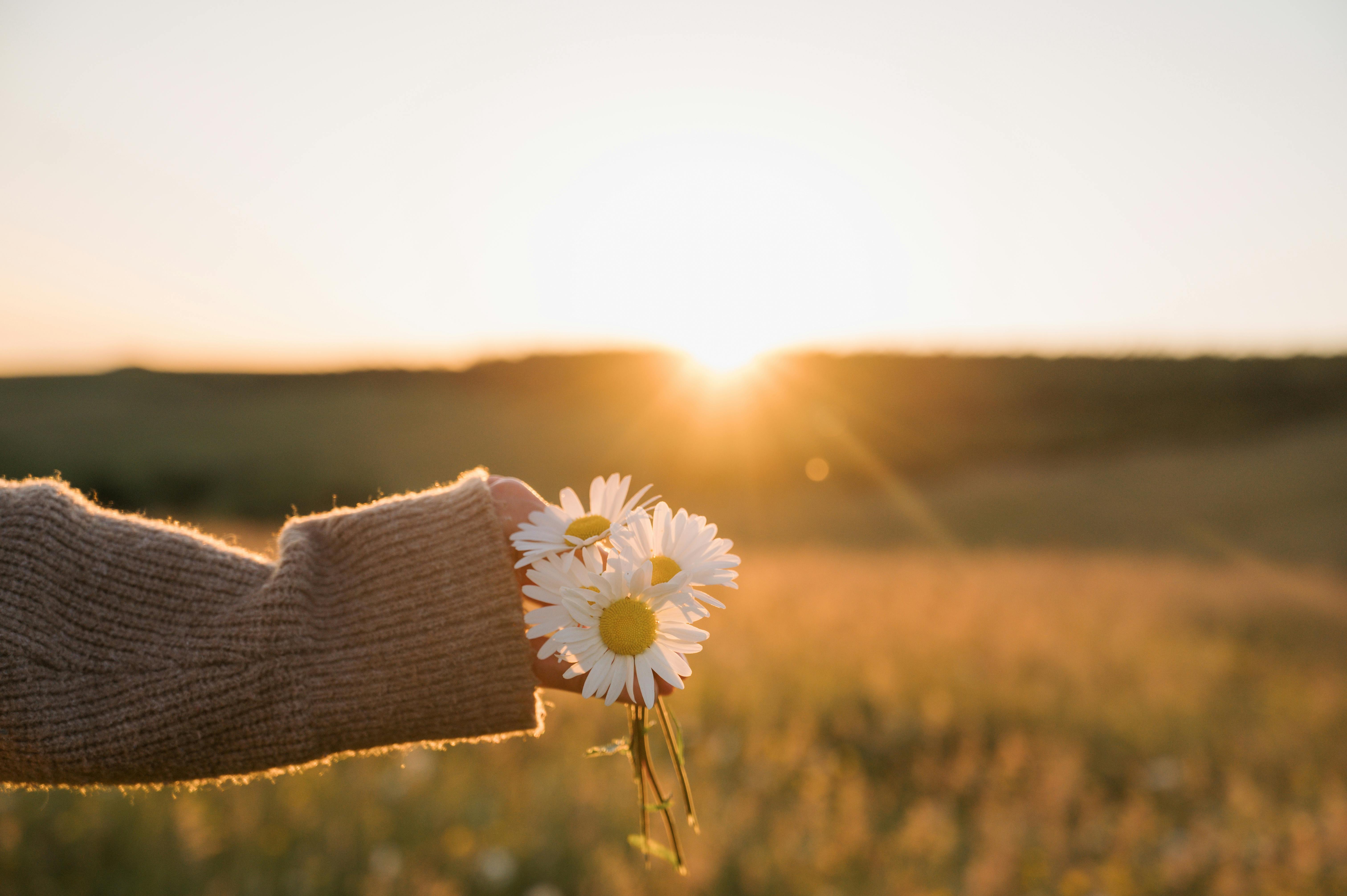 A serene scene of daisies held in a hand against a summer sunset over a rural field.