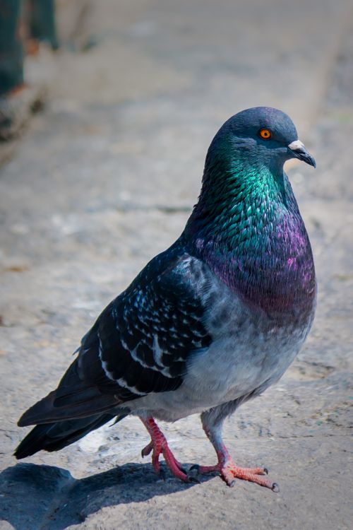 Free Close-up shot of a colorful pigeon standing outdoors in Lima, Peru, showcasing iridescent plumage. Stock Photo