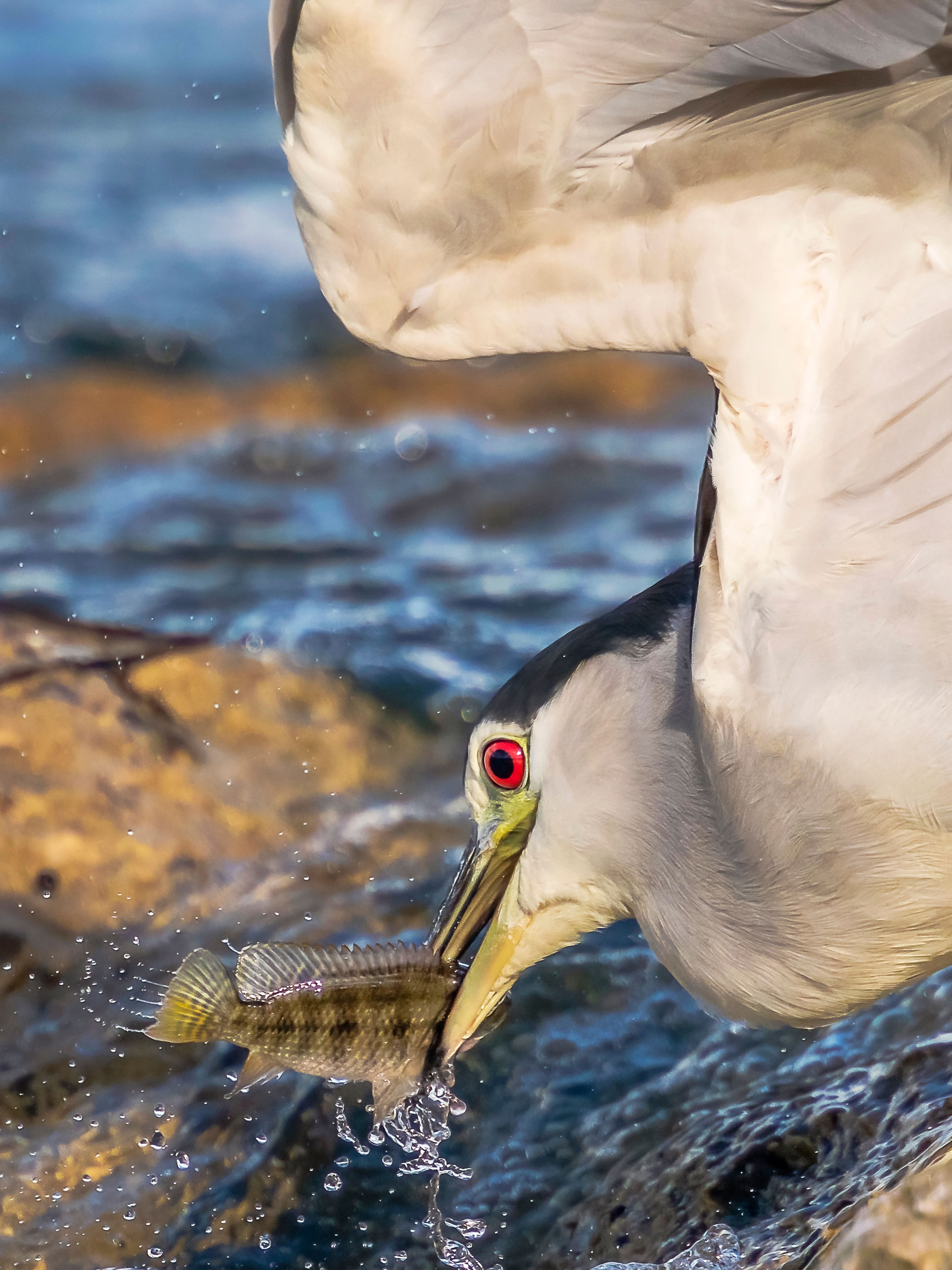 A black crowned night heron is eating fish · Free Stock Photo