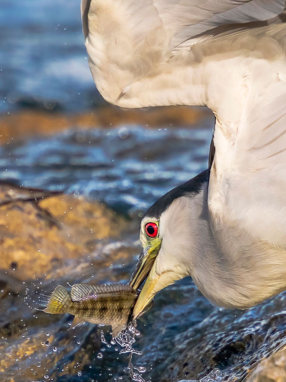 Rowned Fish A black crowned night heron is eating fish · Free Stock Photo