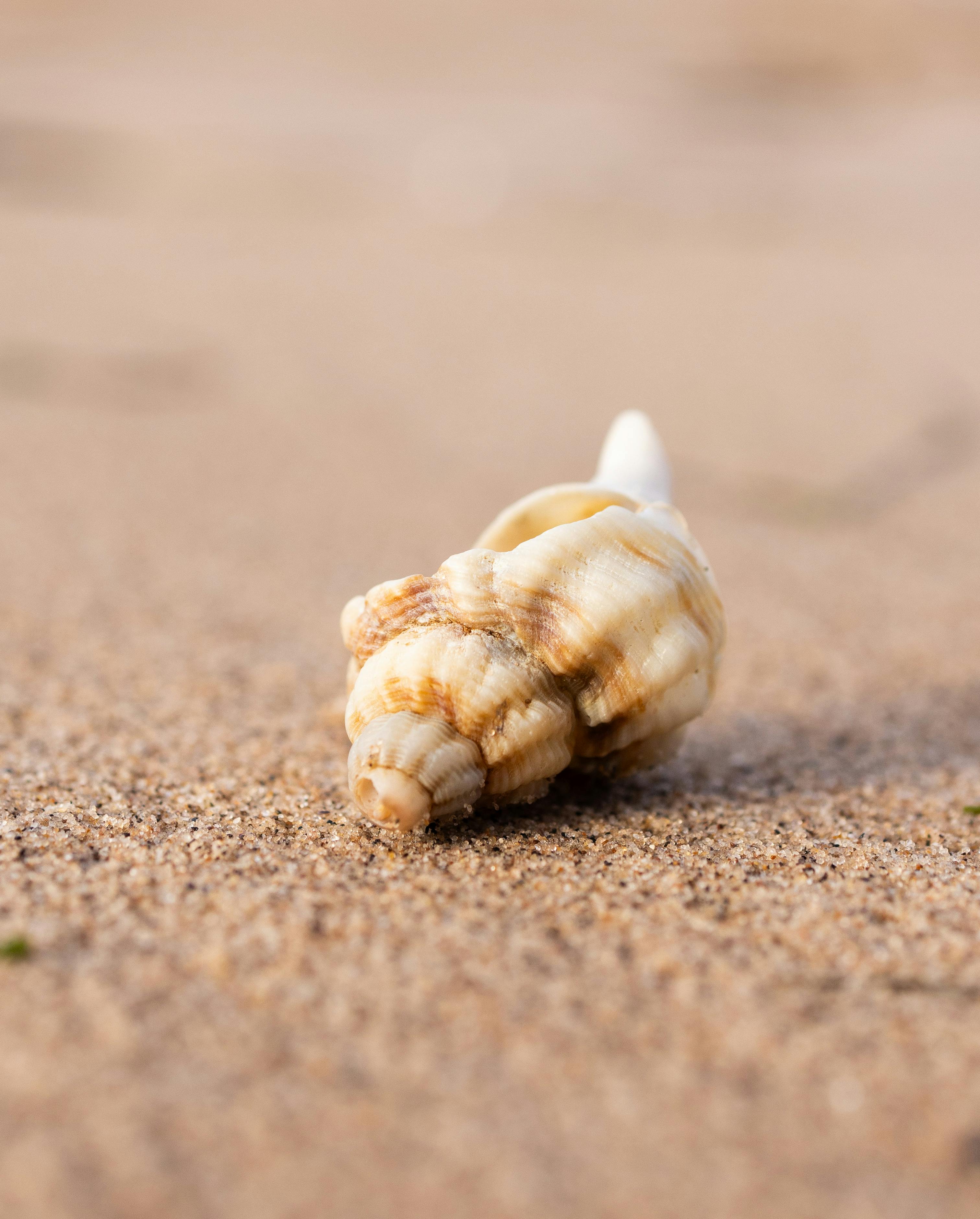 一个详细的贝壳位于沙滩上，背景是软焦点