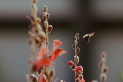 Fotografía De Enfoque Selectivo De Flor De Pétalos Rojos