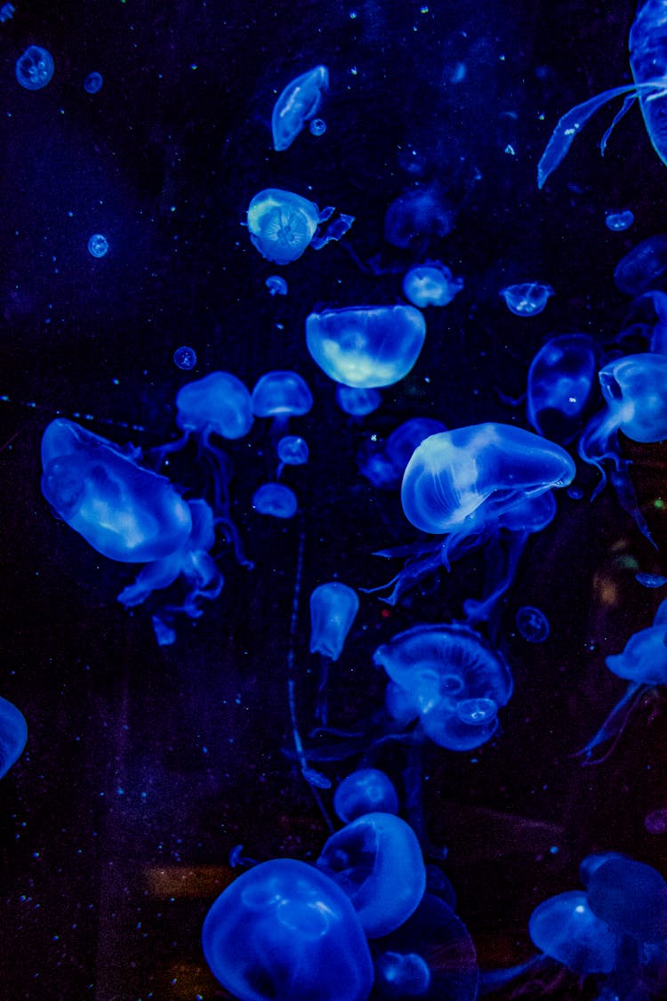 Blue Jellyfish In Water