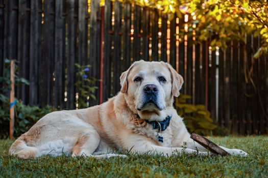 阳光明媚的后院里，一只金毛猎犬躺在草地上，叼着一根木棍