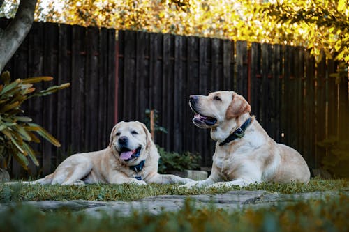 Photo Of Two Brown Dogs