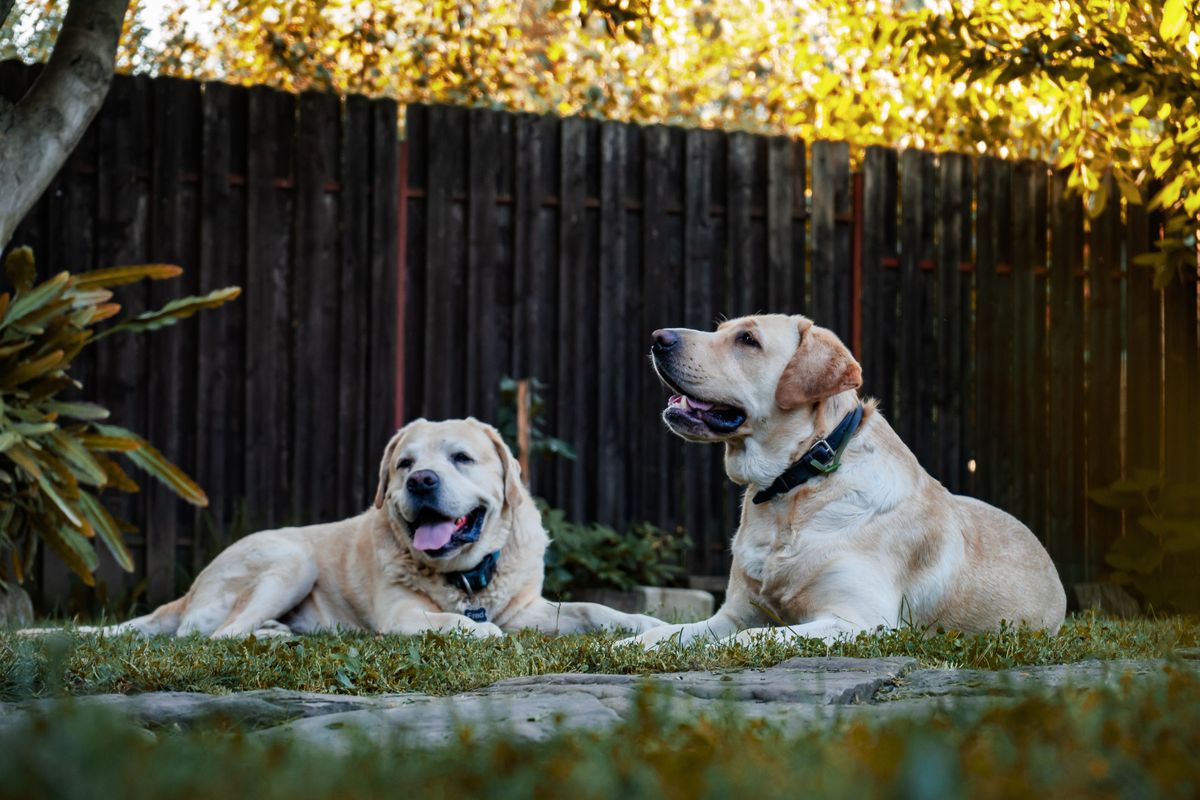 Two golden Labrador dogs resting on grass in a sunny fenced backyard