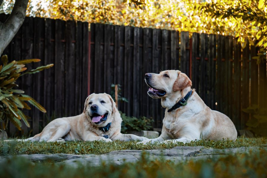 Two Labrador Retrievers resting in a fenced backyard in World Golf Village