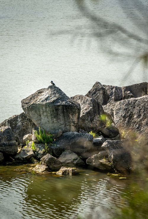 Free A peaceful riverside scene with rocks and a bird perched on a boulder. Stock Photo
