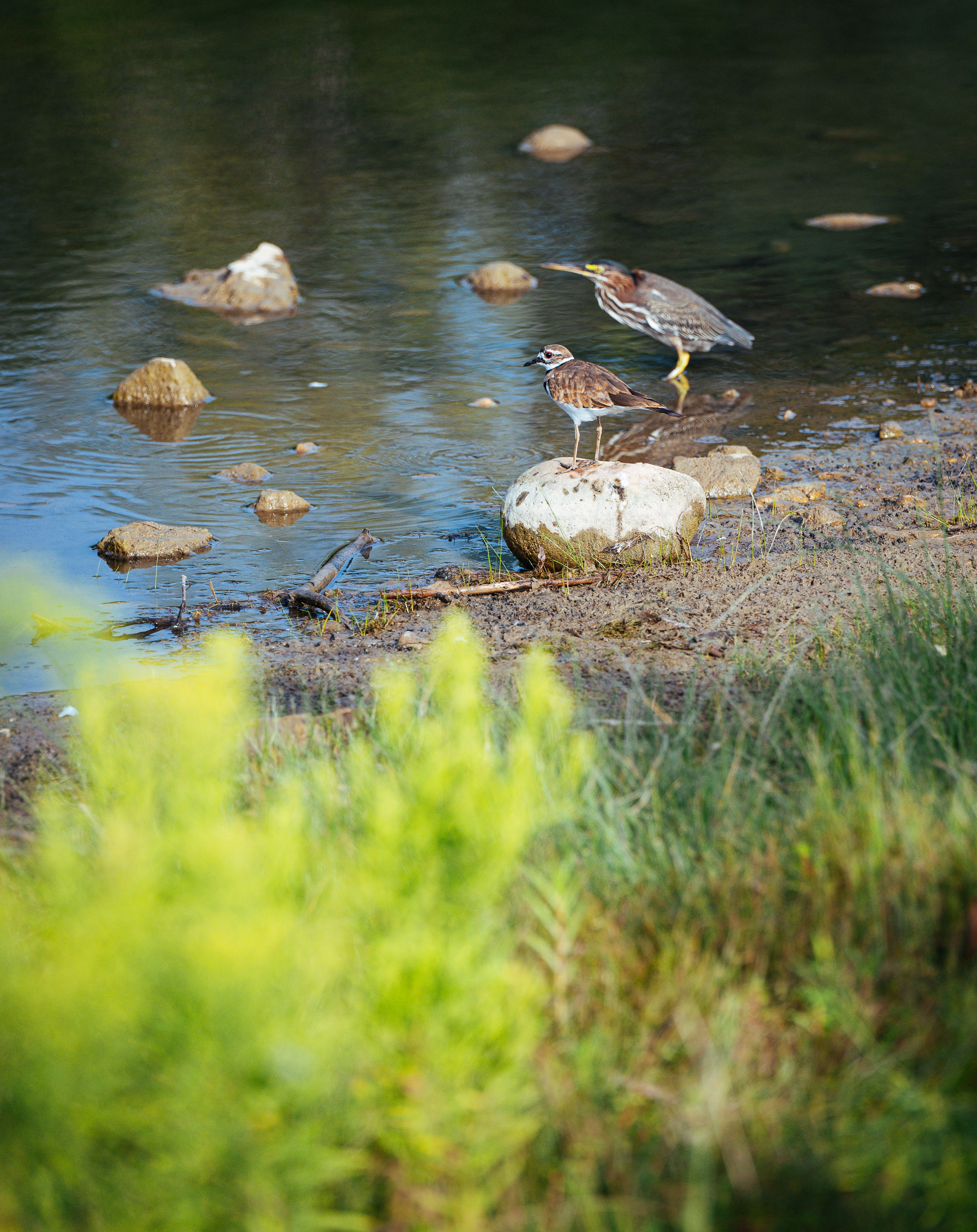 A bird is standing on a rock in a body of water · Free Stock Photo