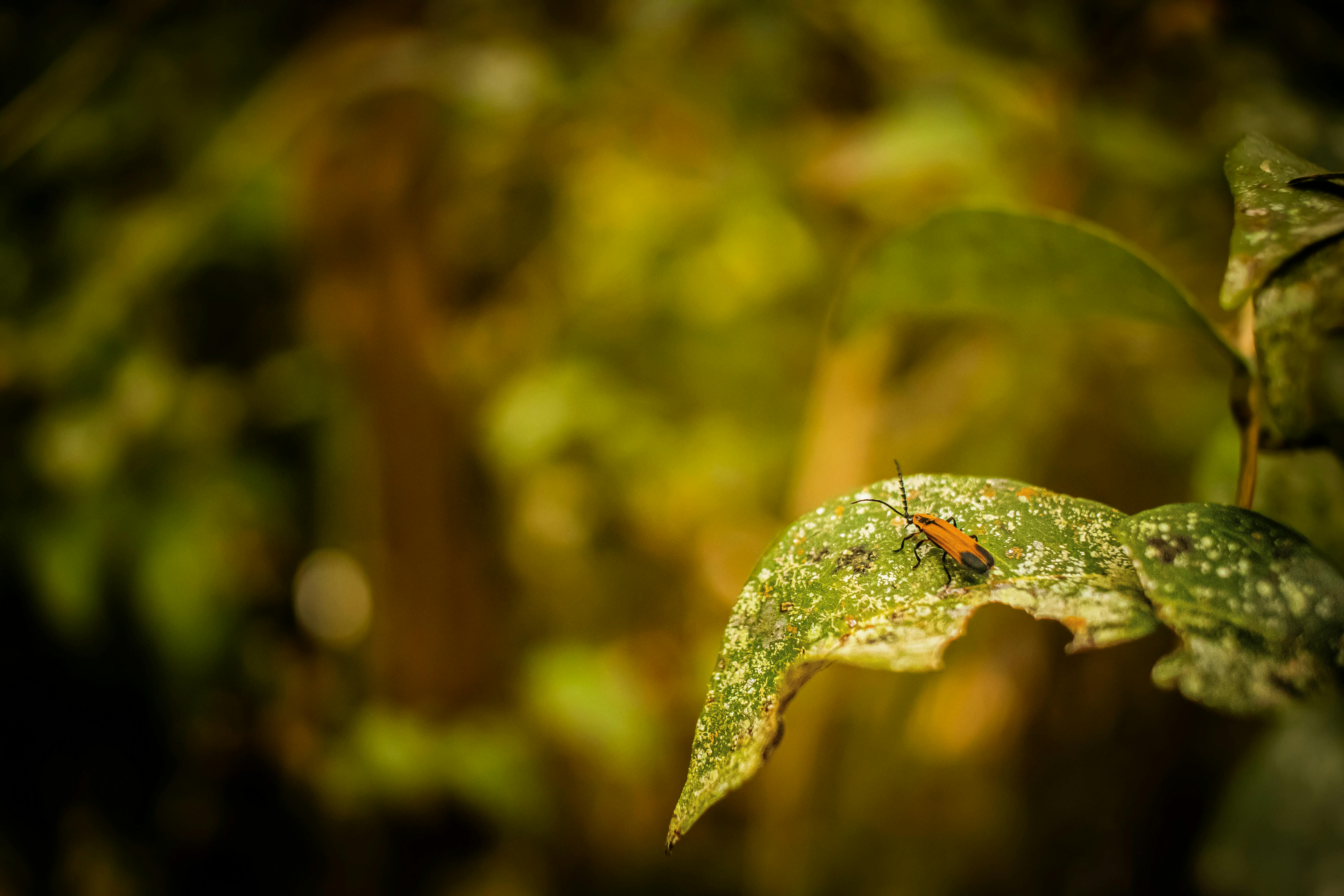 a bug on a leaf in the forest