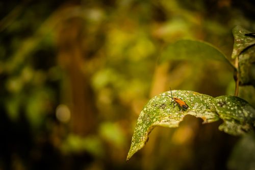 Free A vivid macro shot of an insect resting on a green leaf in a garden. Stock Photo