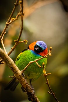 bird photo